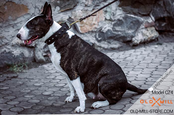 Leather Bullterier Collar