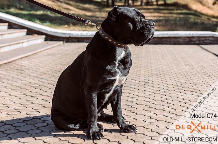 Studded Leather Dog Collar for Cane Corso