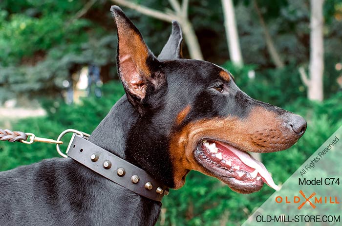 Doberman Collar with D-Ring  for Leash attachment