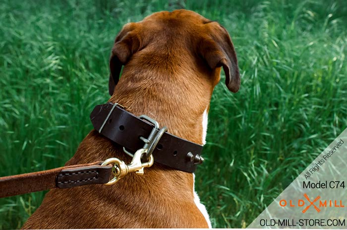Boxer Collar with D-Ring  for Leash attachment