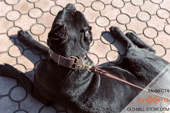 Cane Corso Collar with D-Ring  for Leash attachment