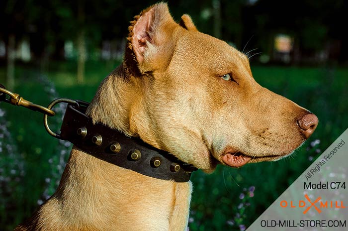 Designer Leather Pitbull Collar