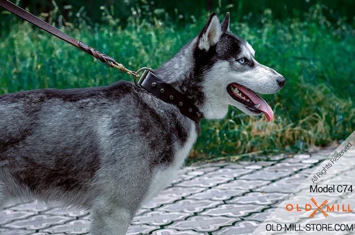 Designer Leather Dog Collar for Siberian Husky