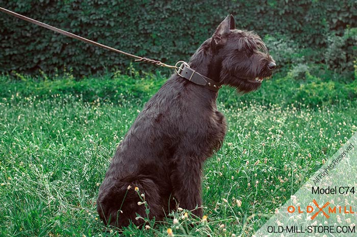 Riesenschnauzer Leather Collar with Old Brass Studs