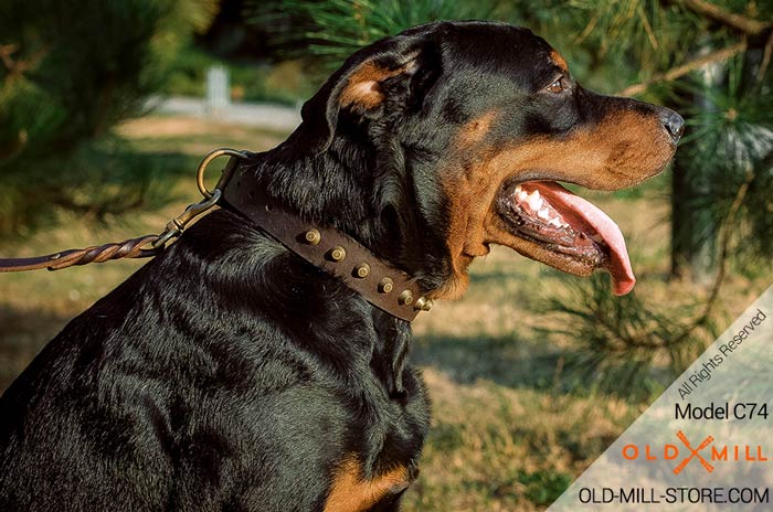 Studded Leather Dog Collar for Rottweiler