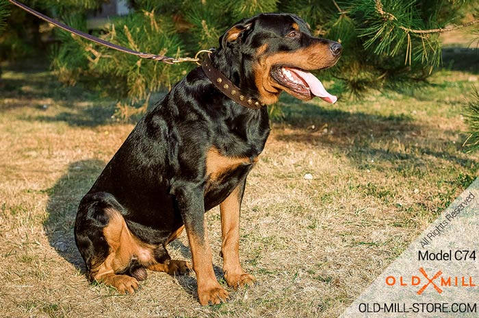 Rottweiler Collar with D-Ring  for Leash attachment