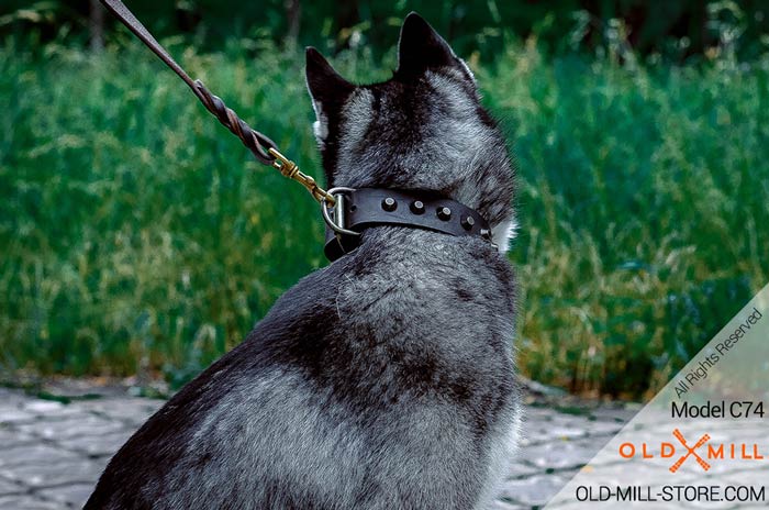 Husky  Collar with D-Ring  for Leash attachment