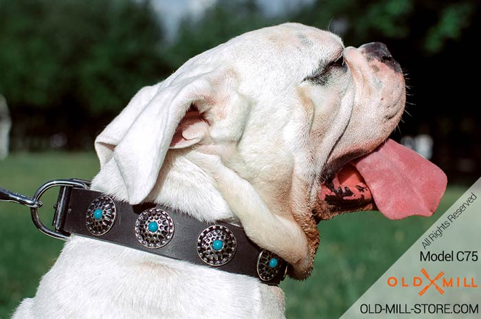 American Bulldog Collar Decorated with Circles