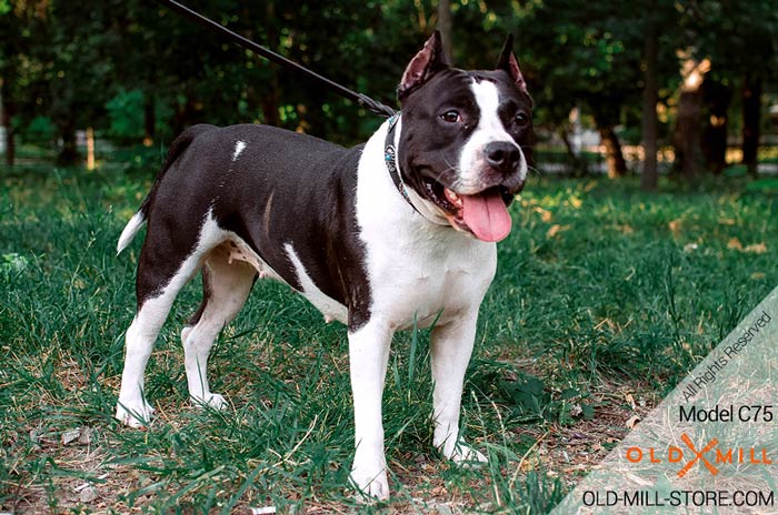 Amstaff Leather Dog Collar for Walking