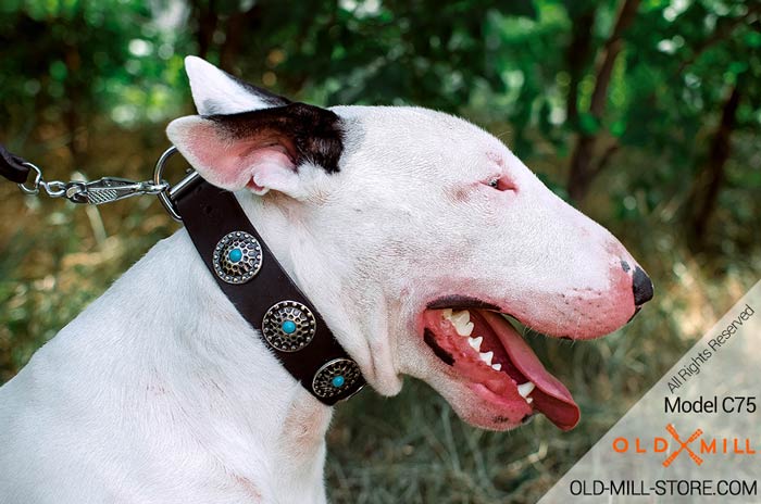 Fashion Dog Collar for Bull Terrier Breed