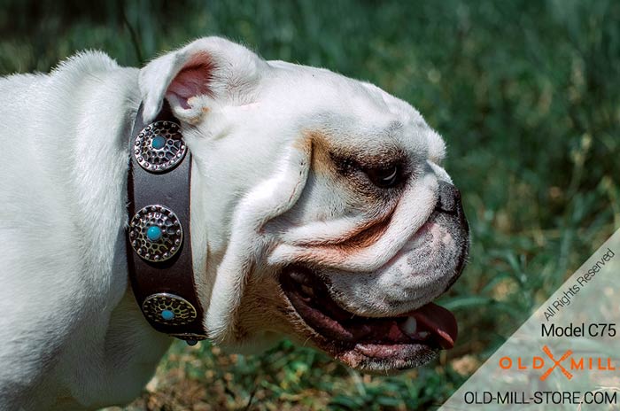 Cool Leather Dog Collar for English Bulldog 