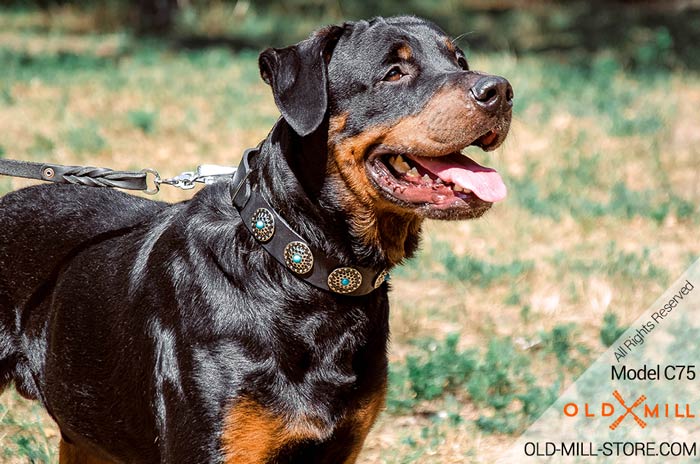 Designer Leather Rottweiler Collar Decorated with Circles