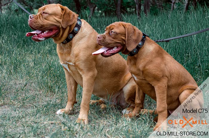 Designer Leather Dog Collar for Mastiff Walking