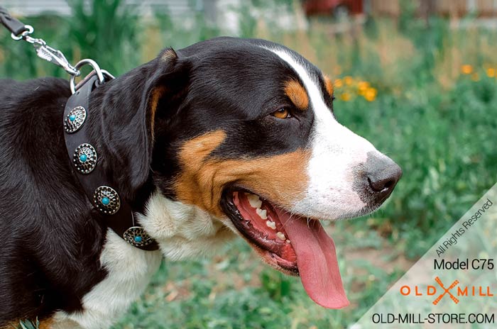 Swiss Mountain Dog Collar for Walking