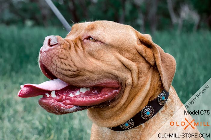 French Mastiff Collar Decorated with Circles