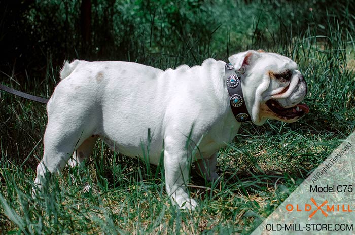 English Bulldog Collar Decorated with Circles