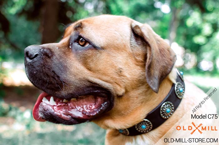 Cane Corso Collar Decorated with Circles