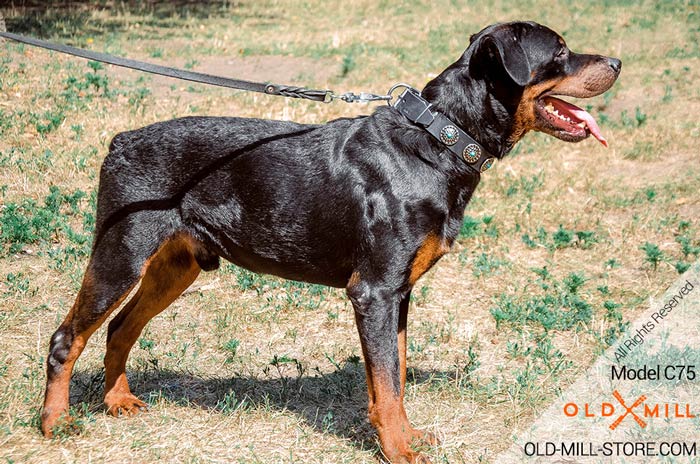 Fashion Leather Dog Collar for Rottweiler Walking