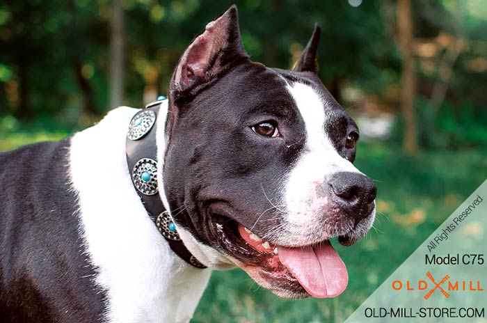 Fashion Leather Amstaff Collar Decorated with Circles