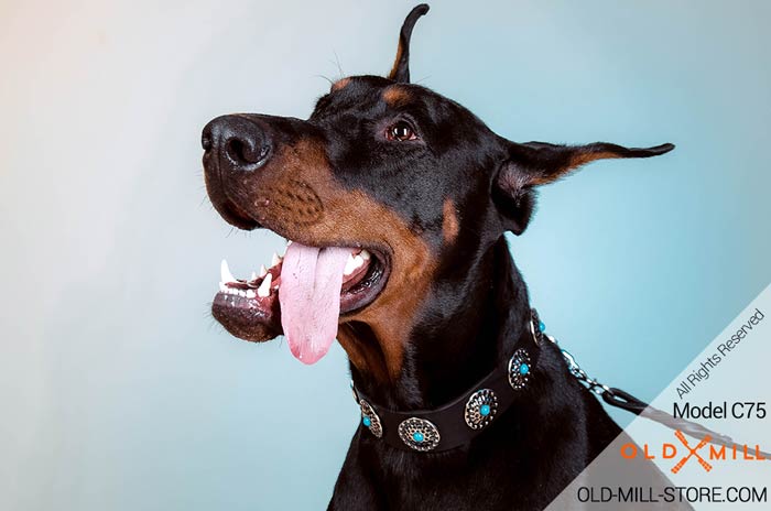 Designer Leather Doberman Collar Decorated with Circles