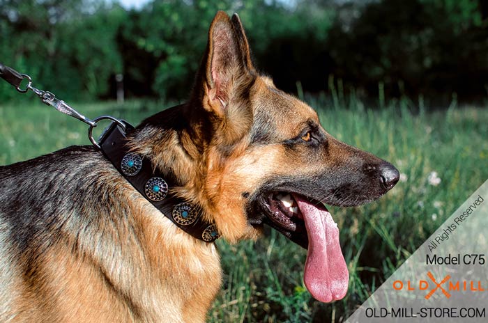 Leather German Shepherd Collar Decorated with Circles