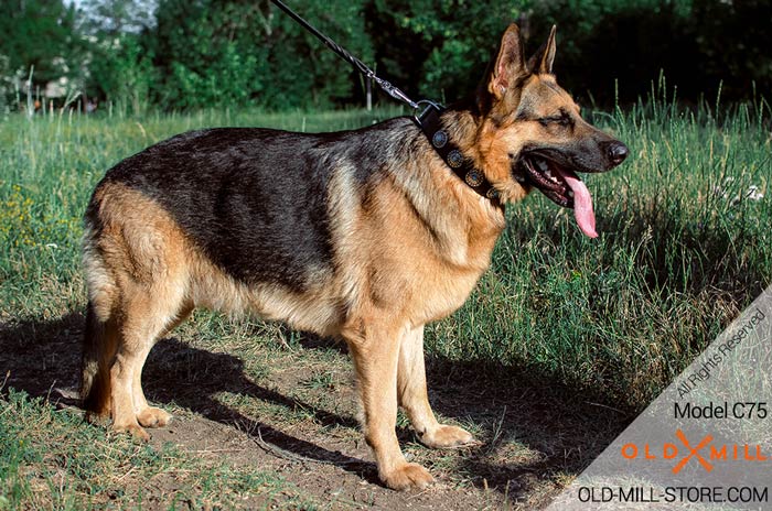 German Shepherd Leather Dog Collar for Walking