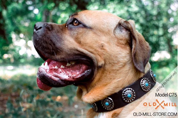 Buy now Marvellous Leather Collar for your Cane Corso