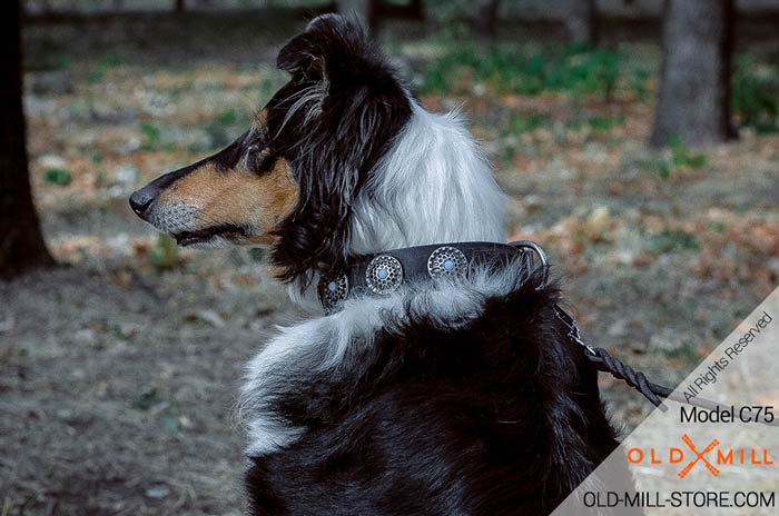 Collie Collar decorated with Blue Stones