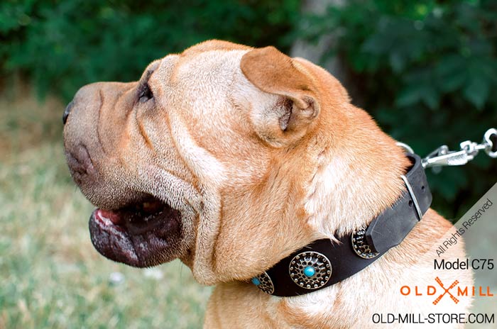 Leather Sharpei Collar Decorated with Circles