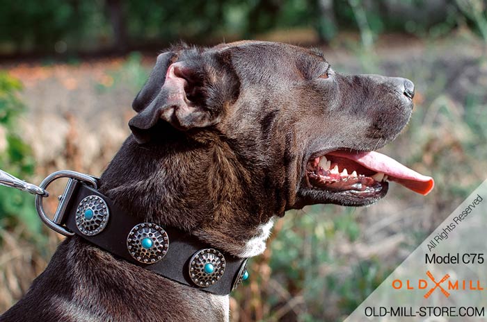Get Elegant Leather Collar for your Pitbull