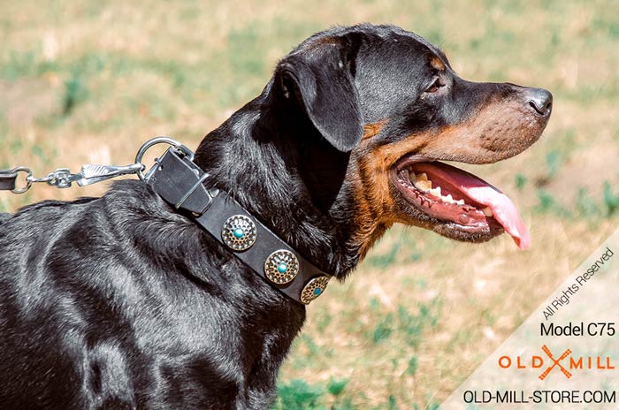 Stylish Wide Leather Collar with Blue Stones for Rottweiler 