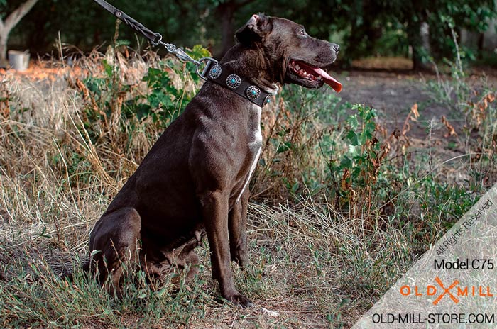 American Pitbull Collar Decorated with Circles