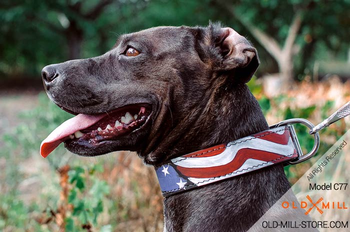 Leather Collar for Pitbull - American Style