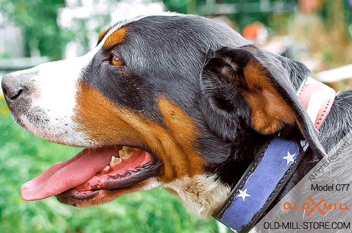 American Flag Painting on Swiss Mountain Dog Collar