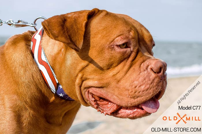 Hand Painted Leather Dog Collar for Mastiff