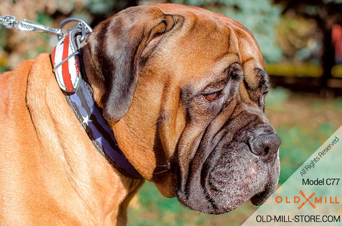 Hand Painted Leather Dog Collar for Bullmastiff