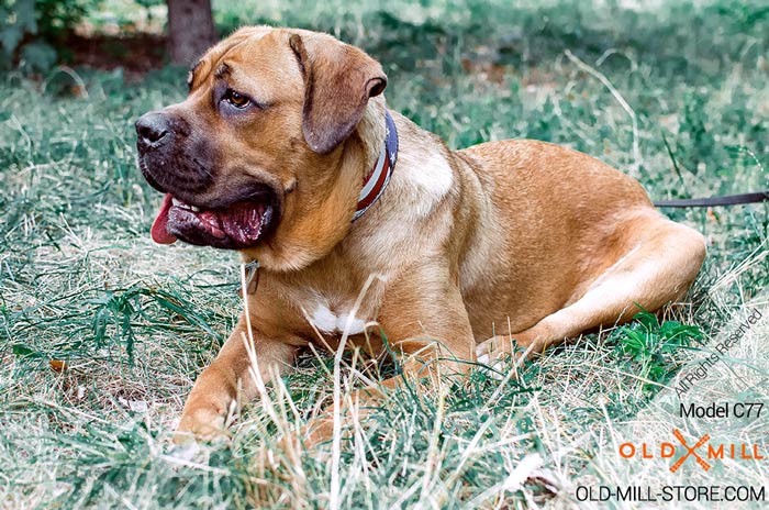 Cane Corso Collar for Daily Use