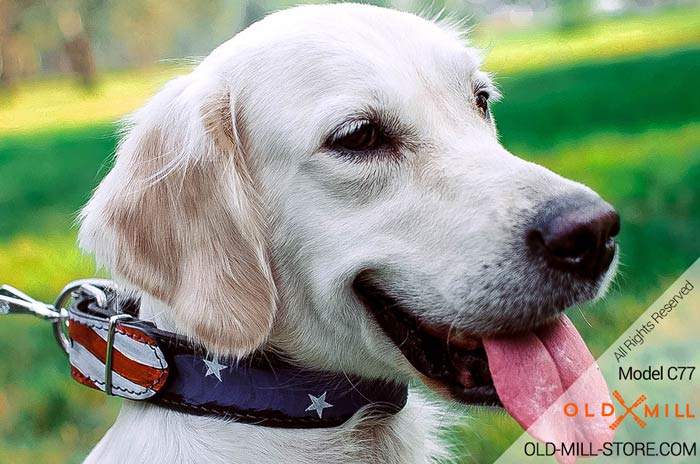 Handpainted Dog Collar for Golden Retriever