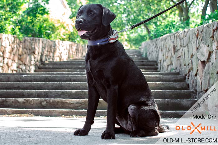 Unique Design Dog Collar for Labrador
