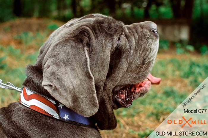 Mastiff designer leather collar with painiting for stylish walking