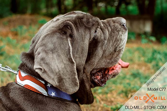 Mastiff designer leather collar with painiting for stylish walking