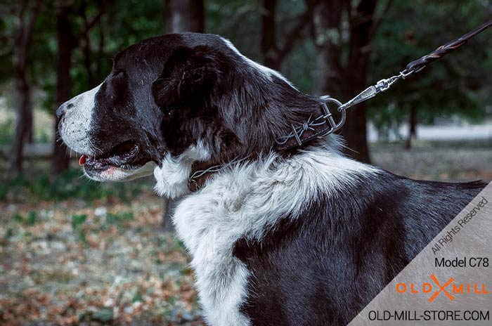 Barbed Wire Painting on Leather Central Asian Shepherd Collar