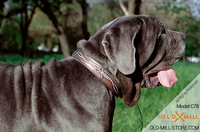 Handpainted Leather Dog Collar Mastino Napoletano