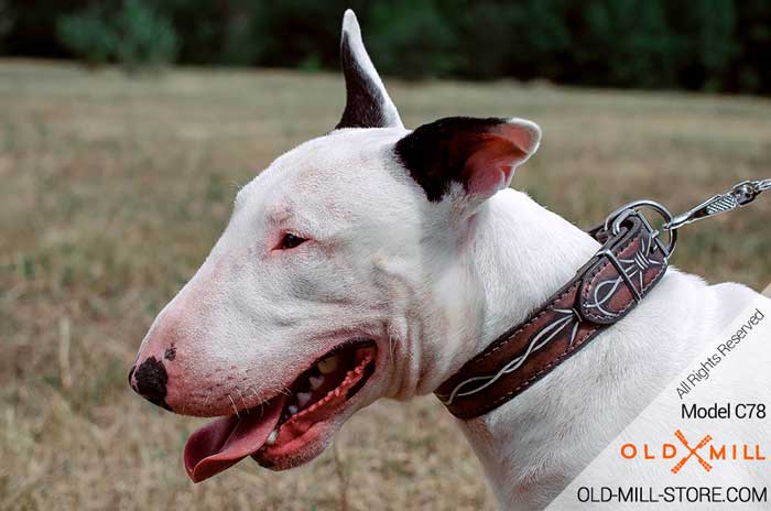 English Bull Terrier Leather Dog Collar