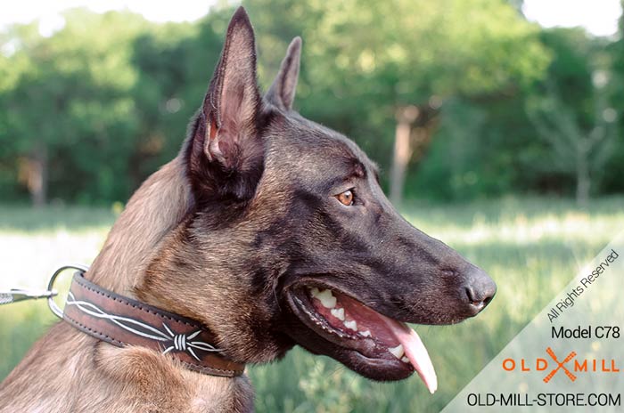 Handpaited Leather Dog Collar for Belgian Malinois