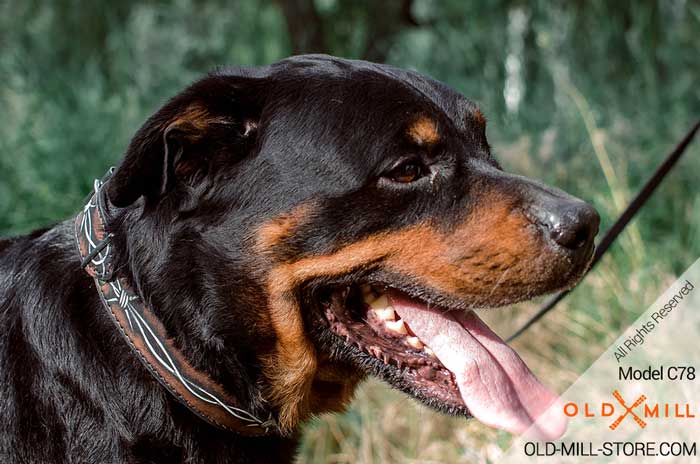 Rottweiler Leather Dog Collar with Painting