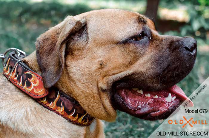 Cane Corso Handpainted Leather Dog Collar