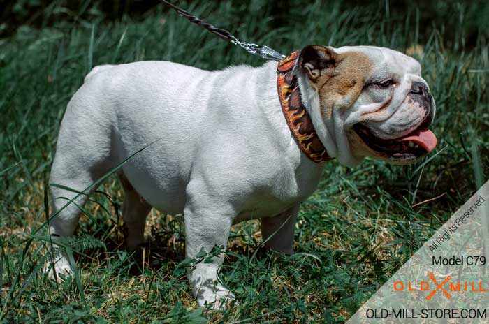 Handmade Leather Dog Collar for English Bulldog