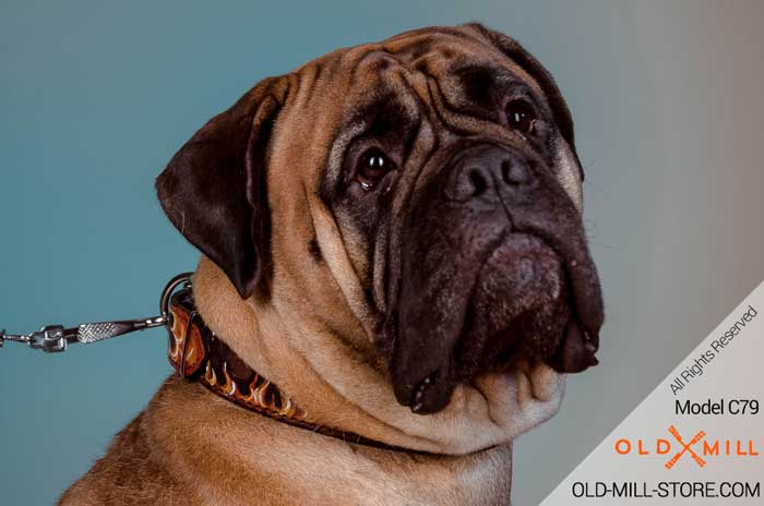 Handmade Leather Dog Collar for Bullmastiff