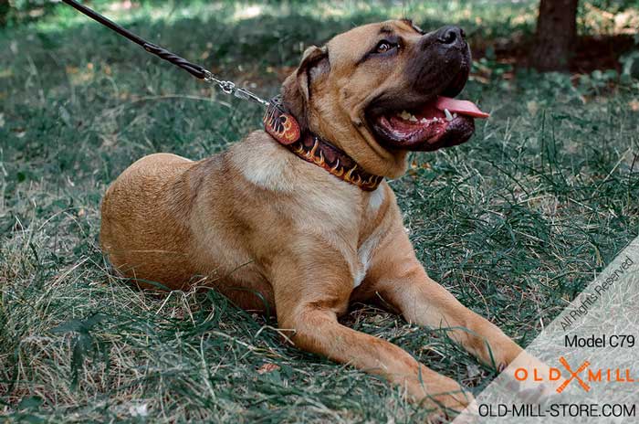 Handcrafted Leather Dog Collar for Italian Mastiff